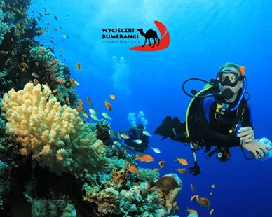 Red Sea Marine Life Guide: Fish, Corals & Biodiversity